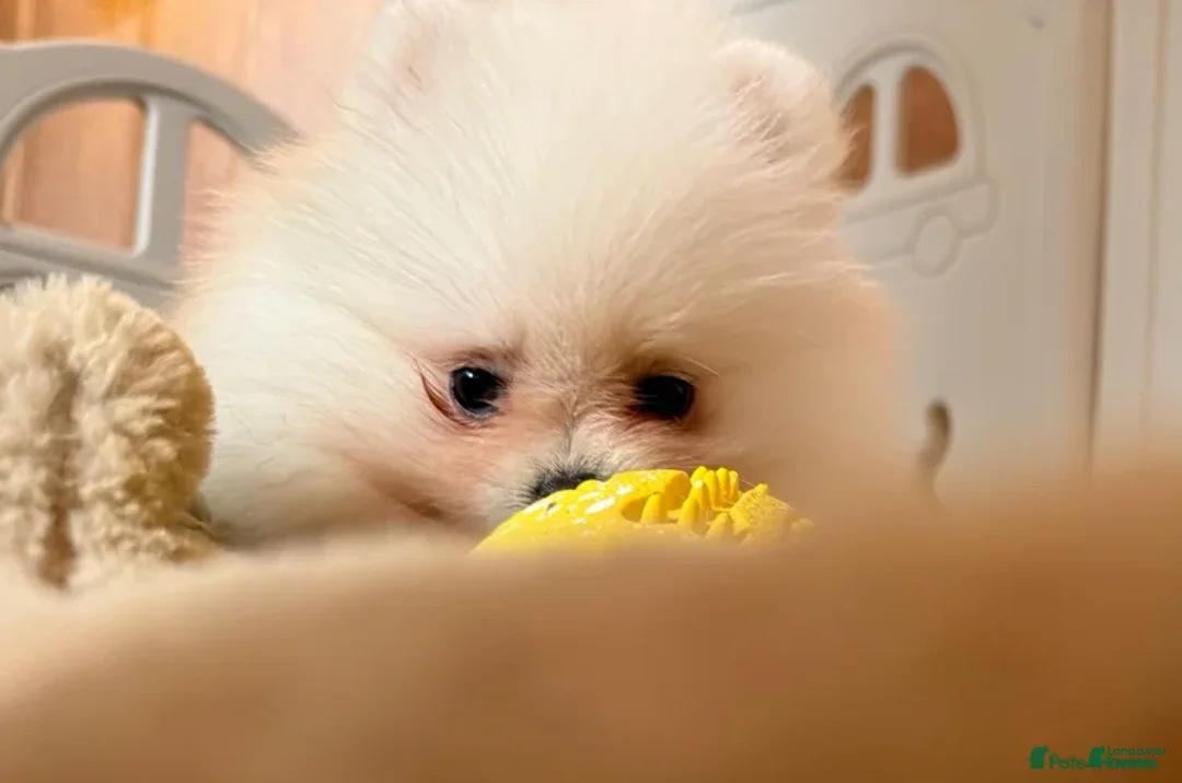 Pomeranian dogs for sale: Greg - Ad 20