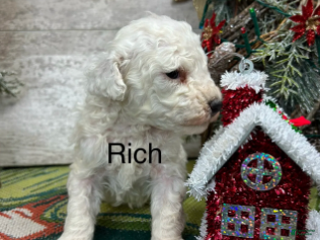Toy Poodle dogs Rich - Ad 28