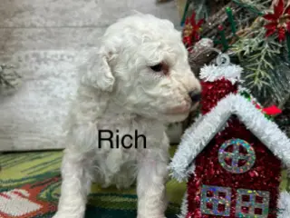 Toy Poodle dogs Rich - Ad 28