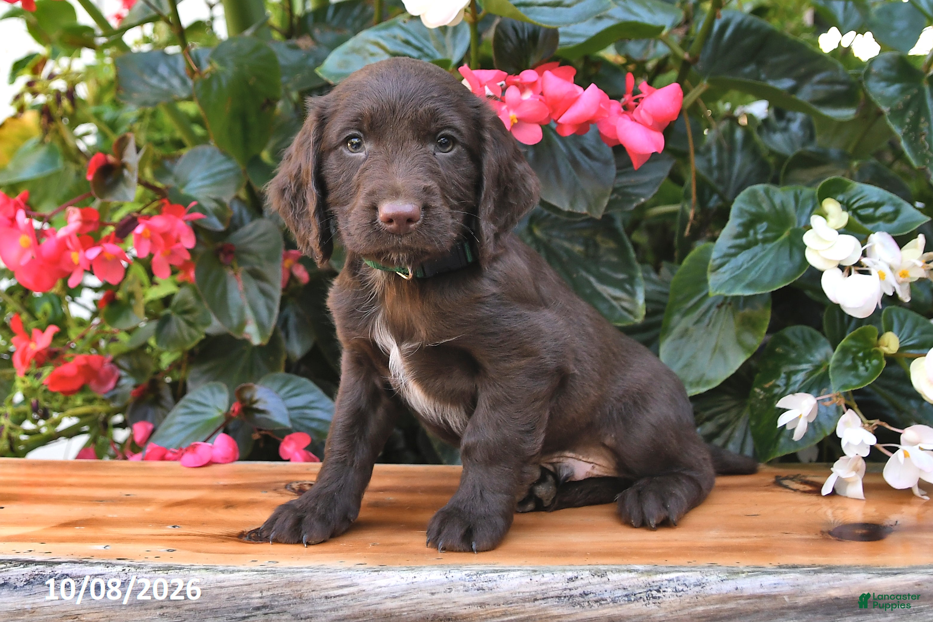 Everest (Cocker Spaniel, Male) in Shiloh, OH