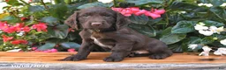 Cocker Spaniel dogs for sale: Everest - Ad 1