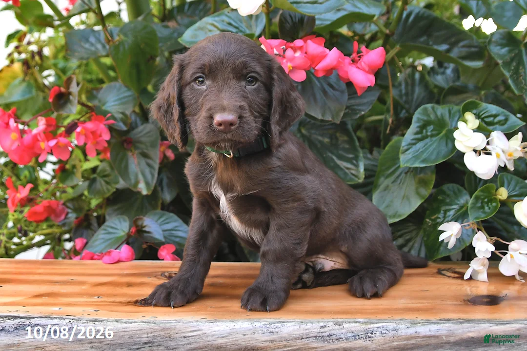 Cocker Spaniel dogs for sale: Everest - Ad 1