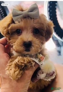 Miniature Poodle dogs Miniature Poodle Puppy 1 - Ad 15