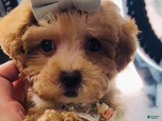 Miniature Poodle dogs Miniature Poodle Puppy 1 - Ad 5