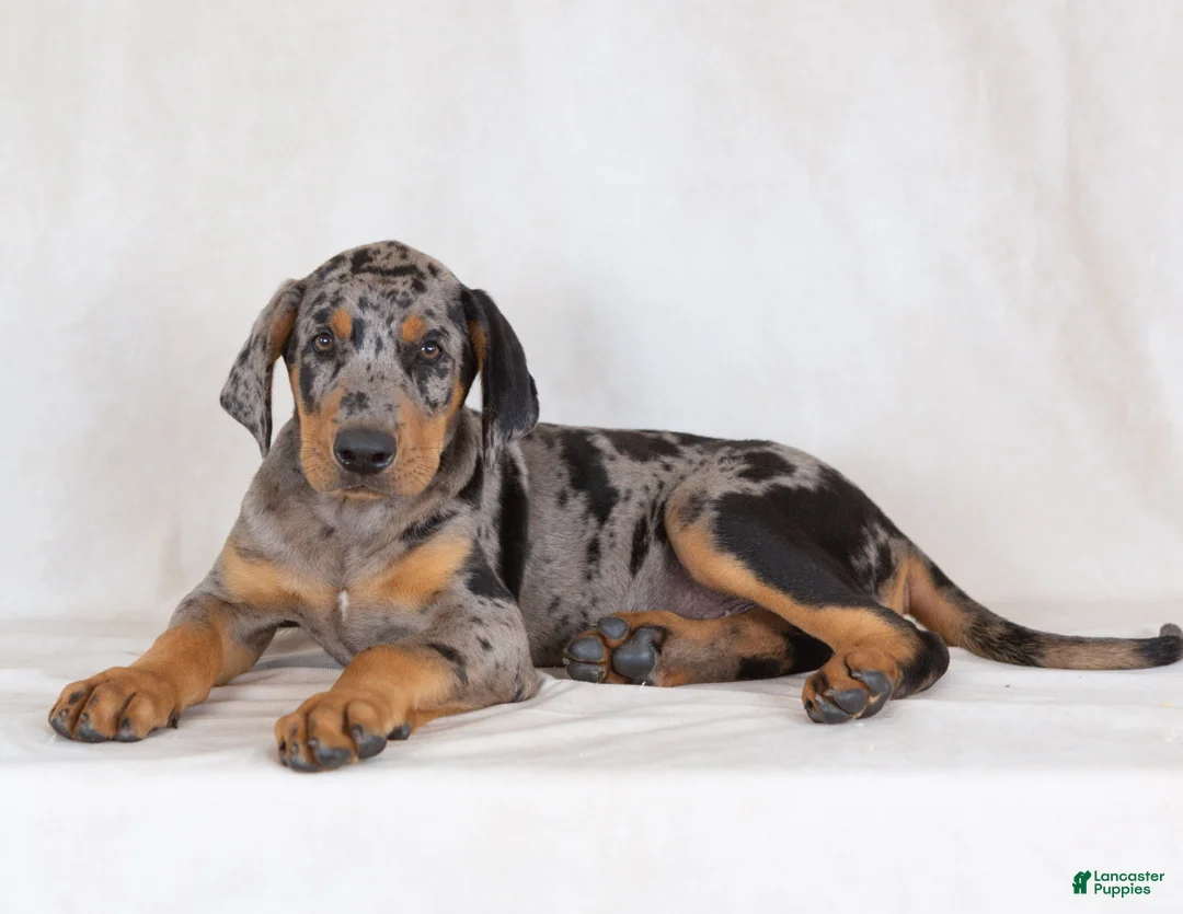 Mixed Breed dogs for sale: Warrior - Ad 5