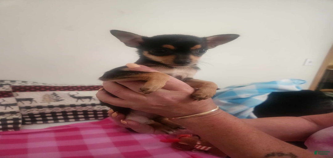 Gallery Image {{count}}