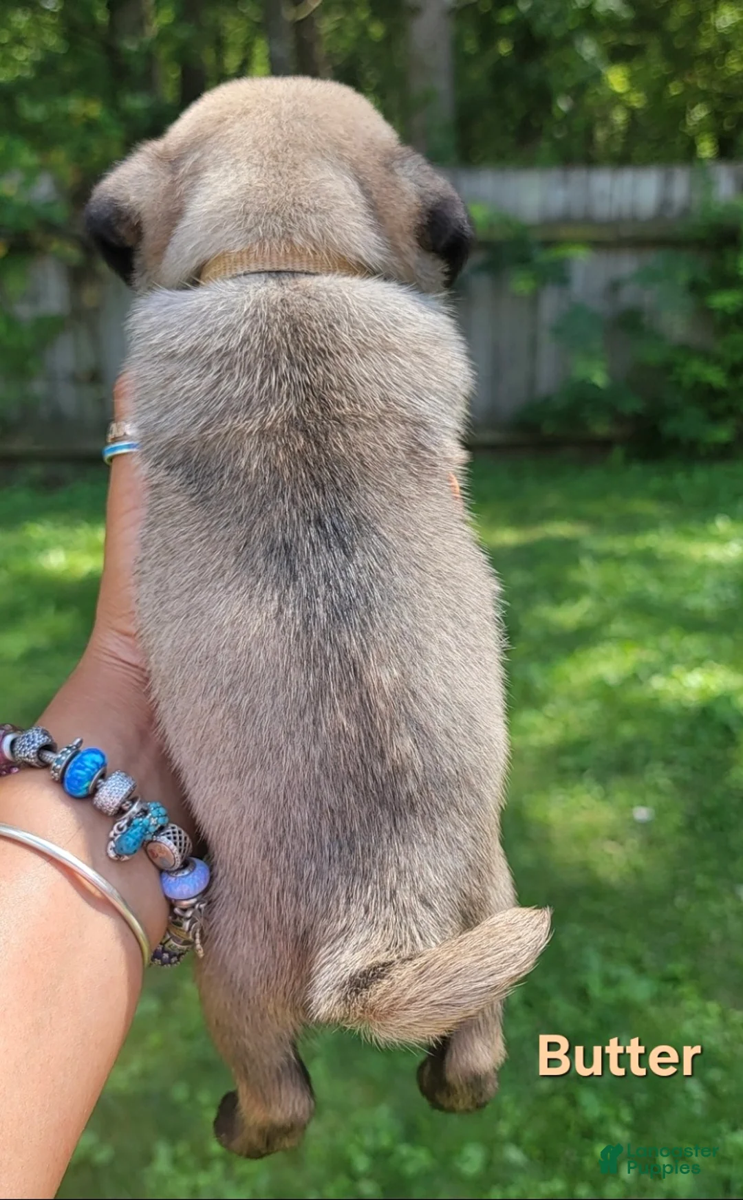 Pug dogs for sale: Tan girl (Butter) - Ad 2