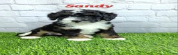 Mini Bernedoodle dogs for sale: Sandy - Ad 3