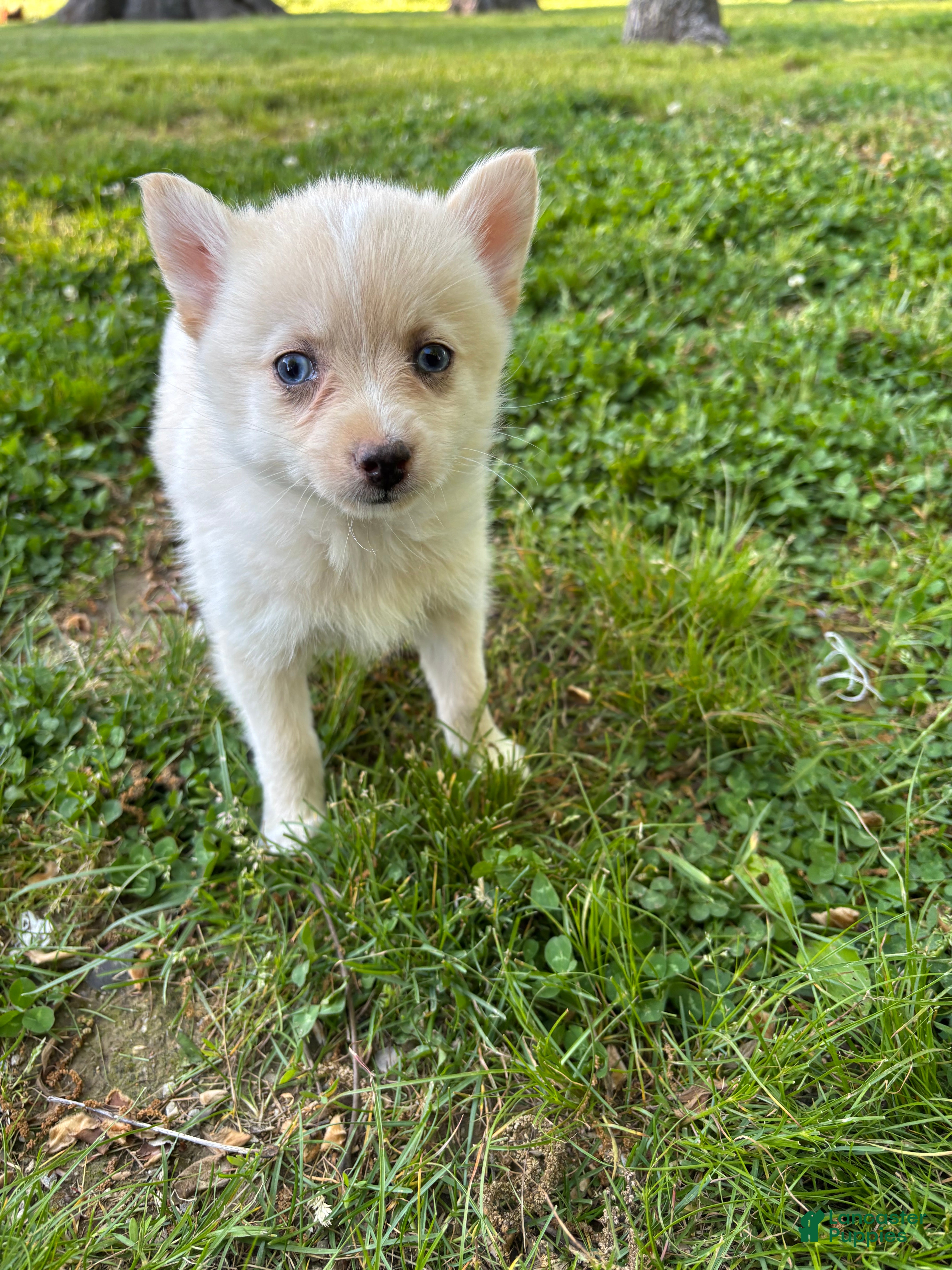 Pomsky dogs Milly - Ad 1