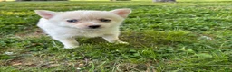 Pomsky dogs for sale: Milly - Ad 1