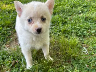 Pomsky dogs for sale: Milly - Ad 2