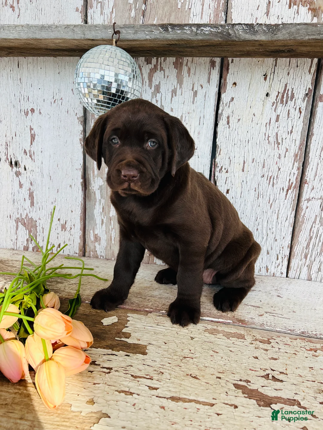 Labrador Retriever dogs for sale: Luna - Ad 5