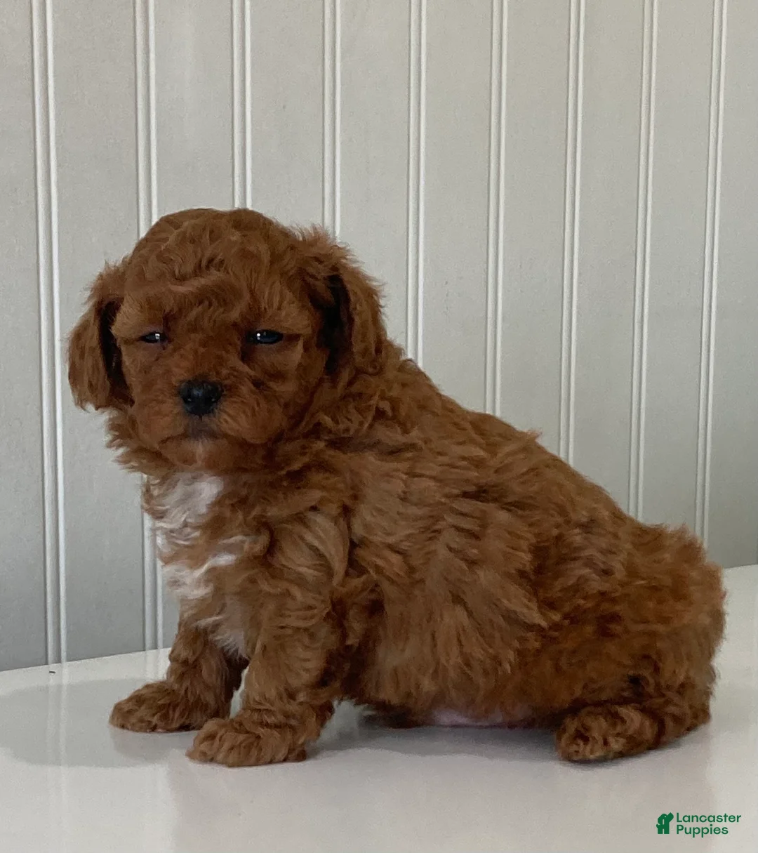 Toy Poodle dogs for sale: River - Ad 2
