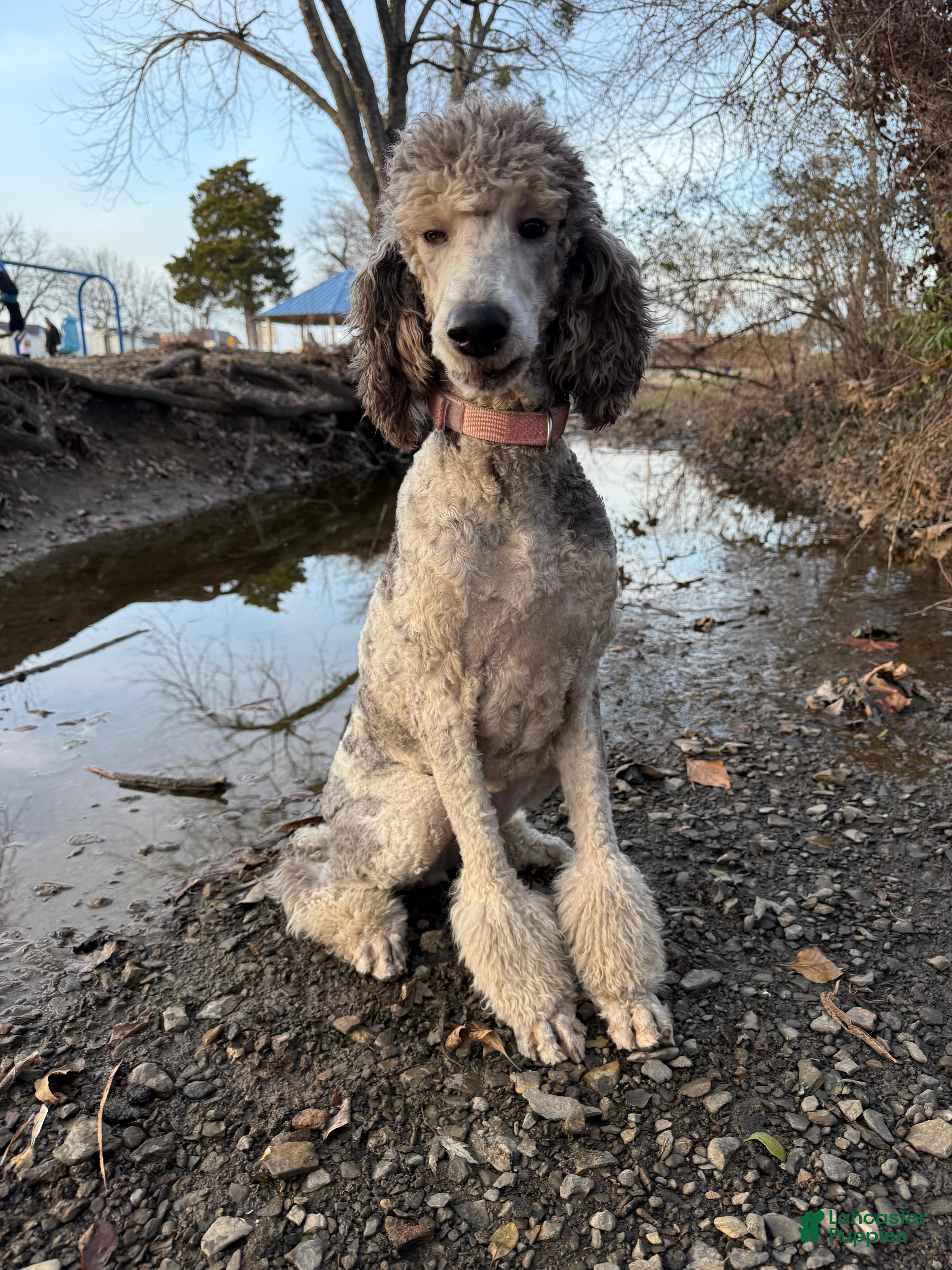Millie