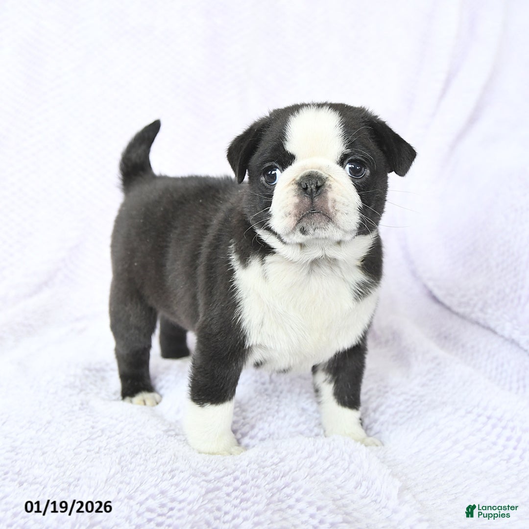 Pug dogs for sale: Willow - Ad 1