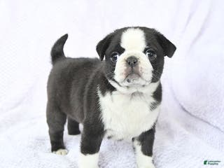 Pug dogs Willow - Ad 16