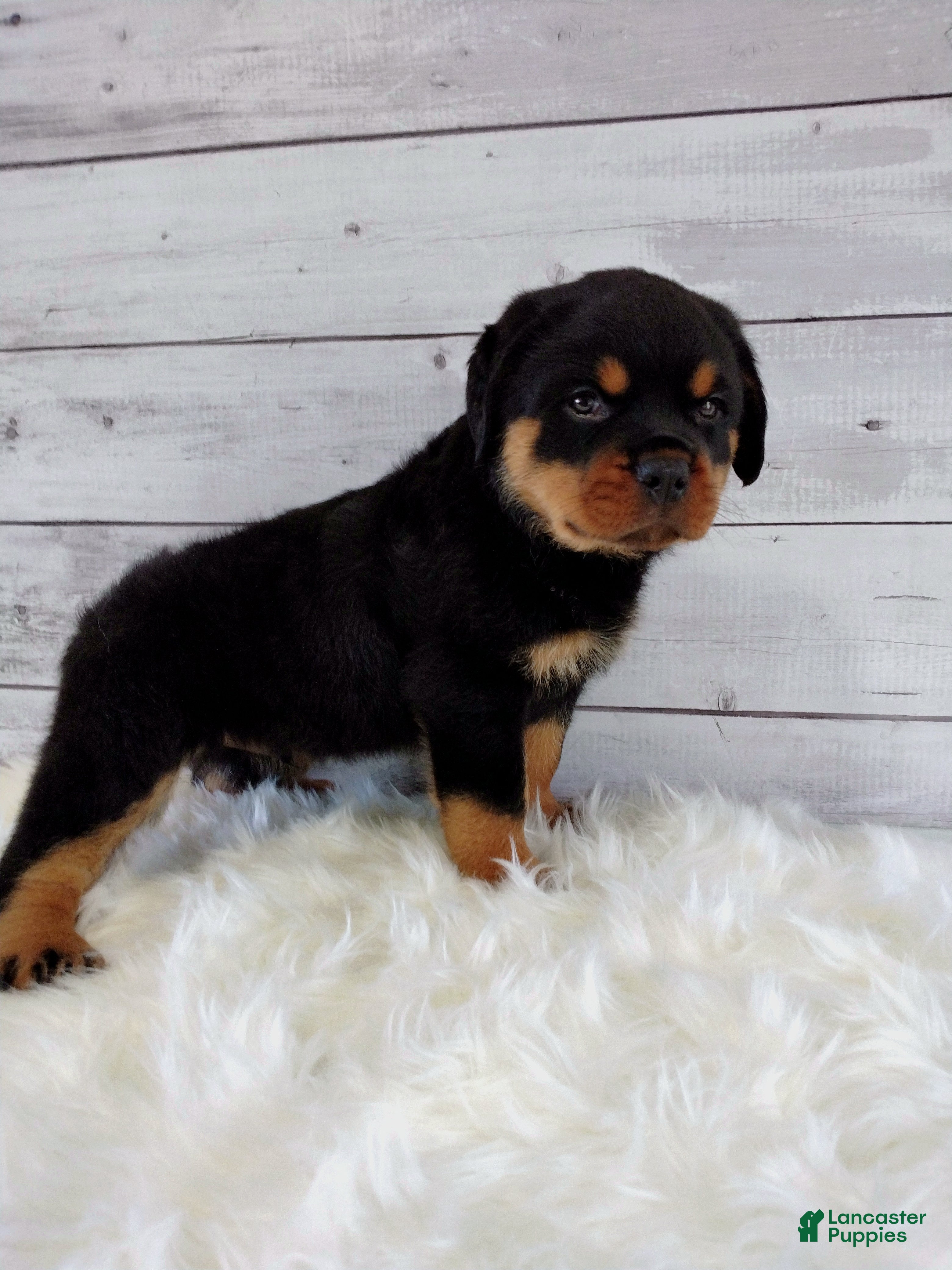 Rottweiler dogs Rambo  - Ad 1