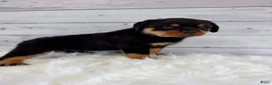 Rambo 