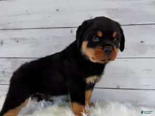 Rottweiler dogs for sale: Rambo - Ad 1