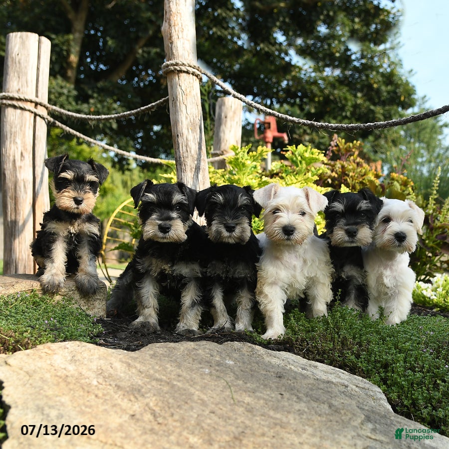 Miniature Schnauzer dogs Landon - Ad 2