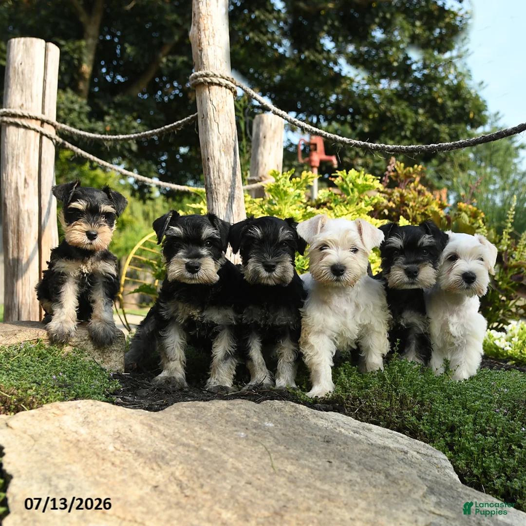 Miniature Schnauzer dogs for sale: Landon - Ad 2