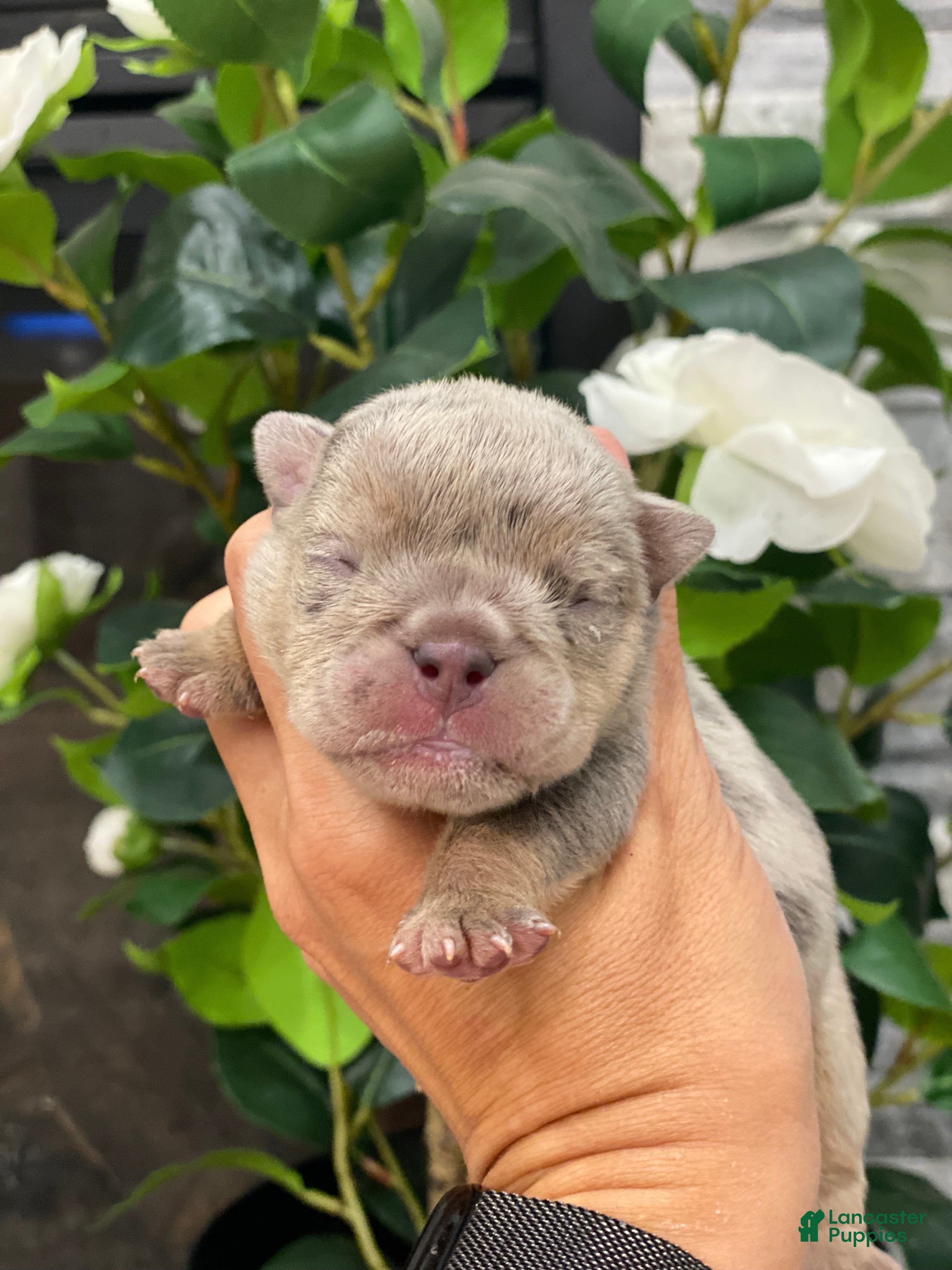 English Bulldog dogs Dawn - Ad 4