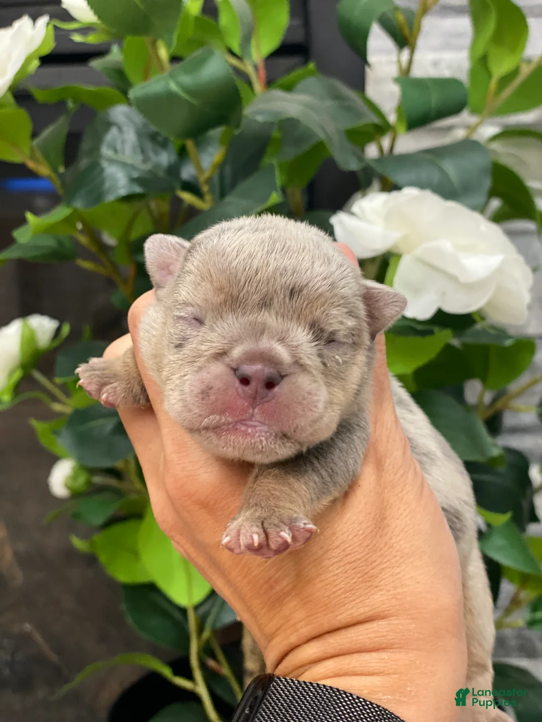 English Bulldog dogs for sale: Dawn - Ad 1