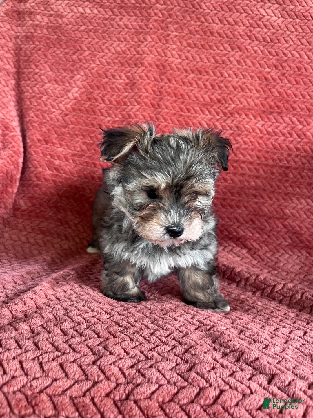 Morkie dogs for sale: Theo  - Ad 2
