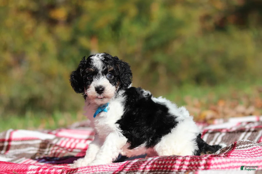 Miniature Poodle dogs for sale: Jace (AKC) - Ad 2