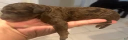 Standard Poodle dogs for sale: Standard Poodle 1 - Ad 5