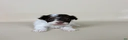 Maltipoo dogs for sale: Banks  - Ad 4