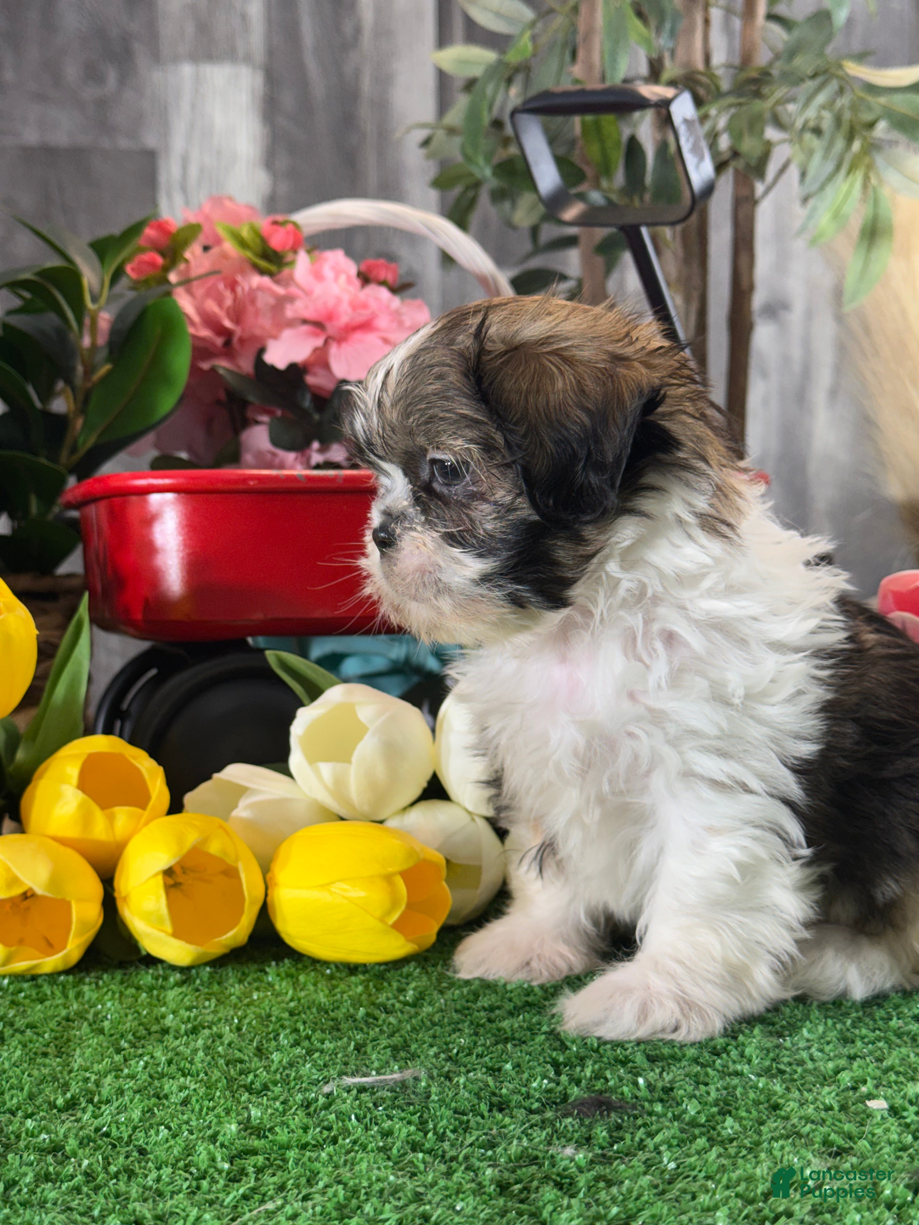 Shih Tzu dogs for sale: Sydney  - Ad 4