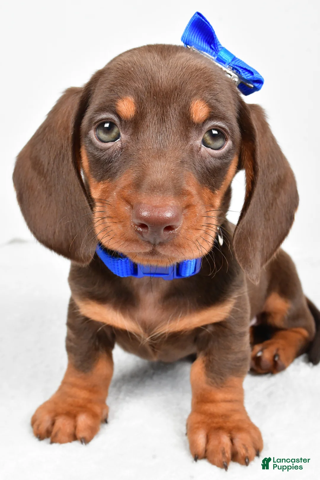 Miniature Dachshund dogs for sale: Teddy - Ad 7