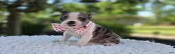 Boston Terrier dogs for sale: Dolly - Ad 9