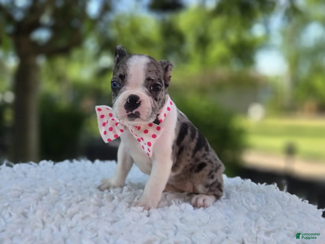 Boston Terrier dogs for sale: Dolly - Ad 9
