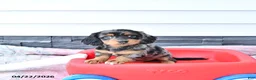 Miniature Dachshund dogs for sale: Gretel  - Ad 4