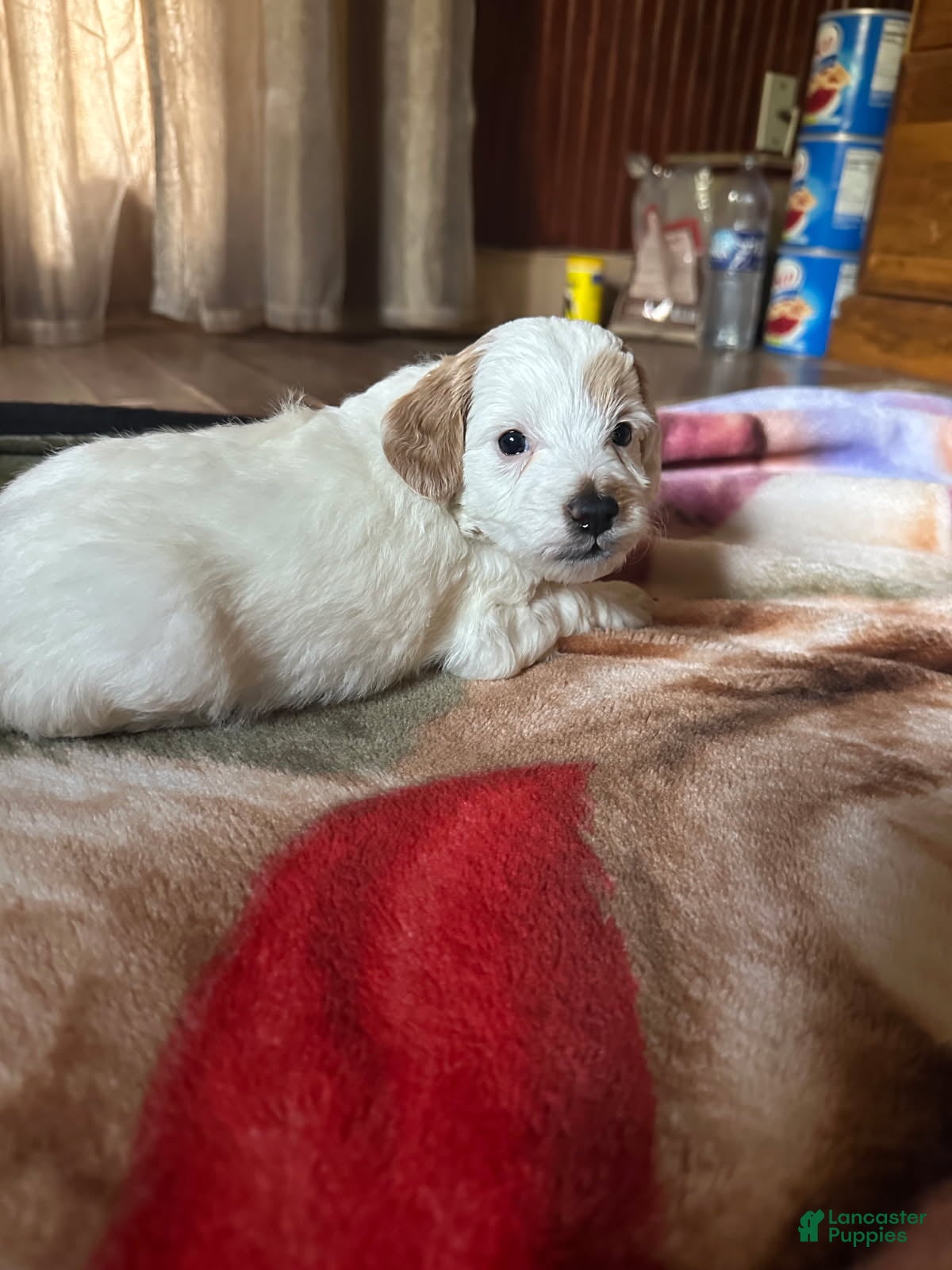 Mini Goldendoodle dogs Silas - Ad 2