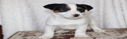 Jack Russell Terrier dogs for sale: Santa - Ad 5