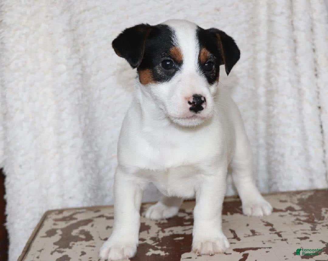 Jack Russell Terrier dogs for sale: Santa - Ad 5