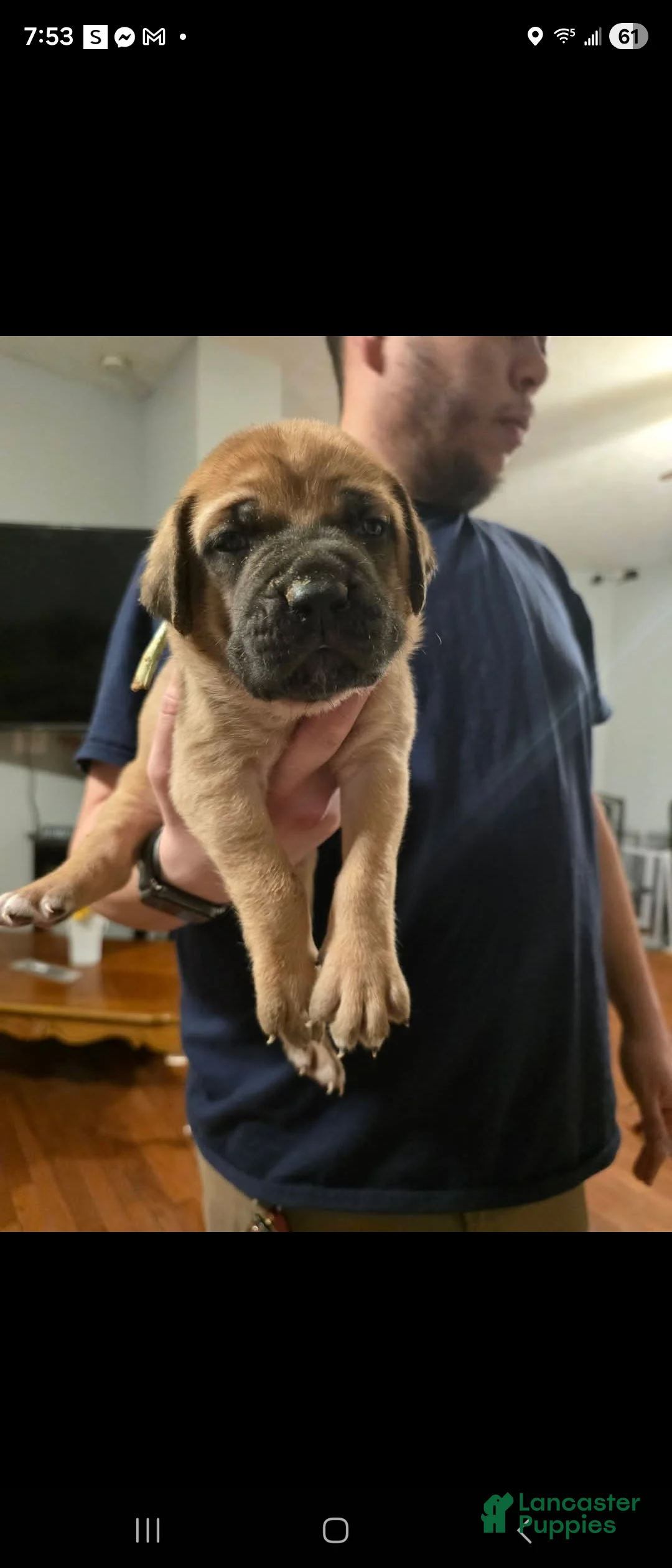 English Mastiff dogs for sale: English Mastiff Puppy 1 - Ad 4