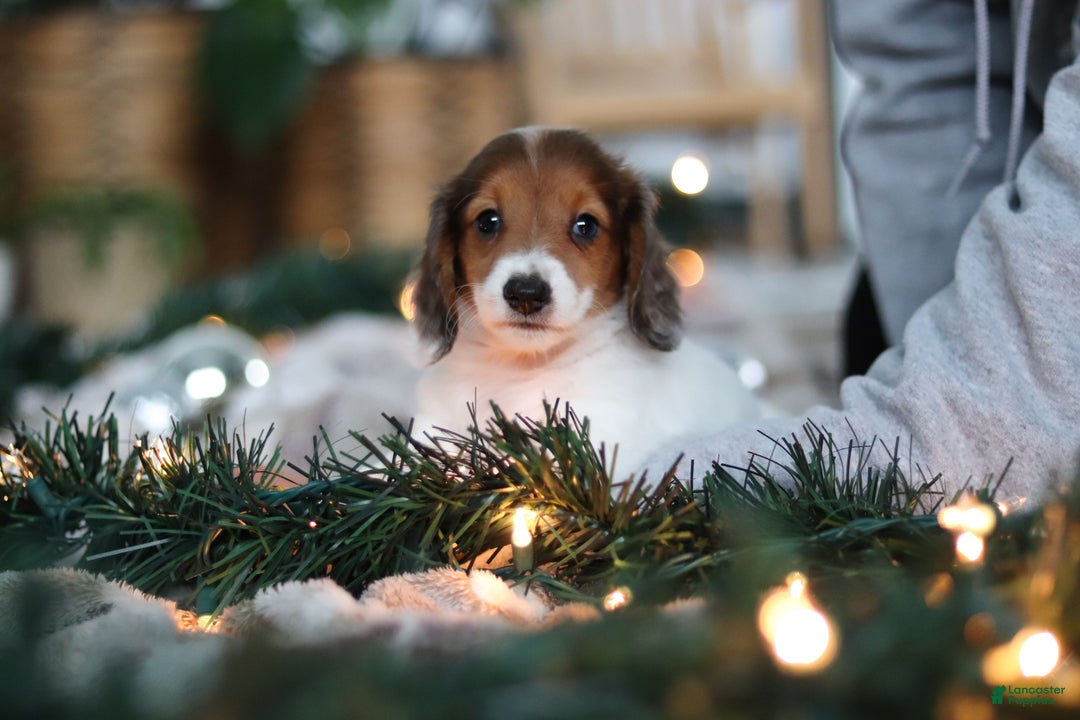 Miniature Dachshund dogs for sale: Theo - Ad 21