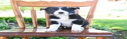 Border Collie dogs for sale: Livia - Ad 2