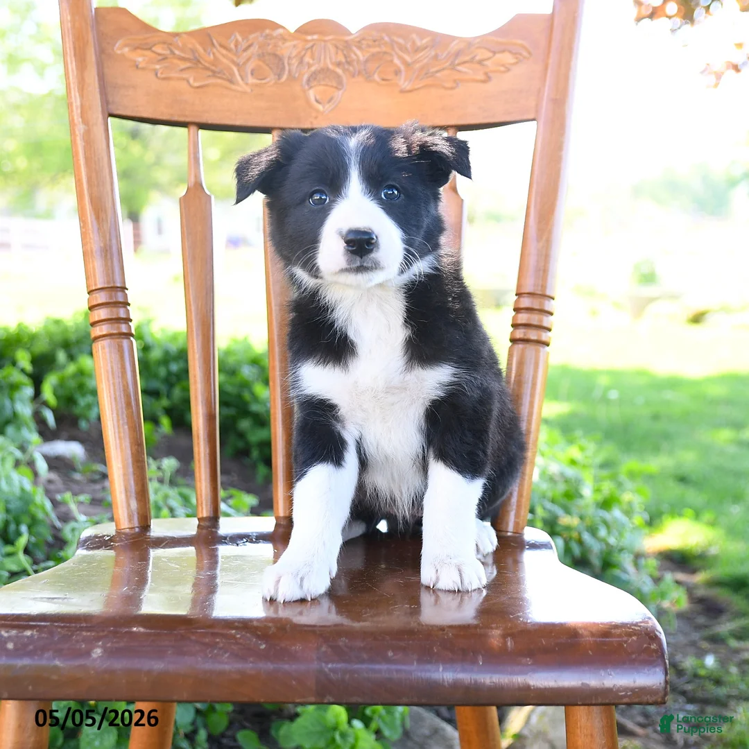 Border Collie dogs for sale: Livia - Ad 2
