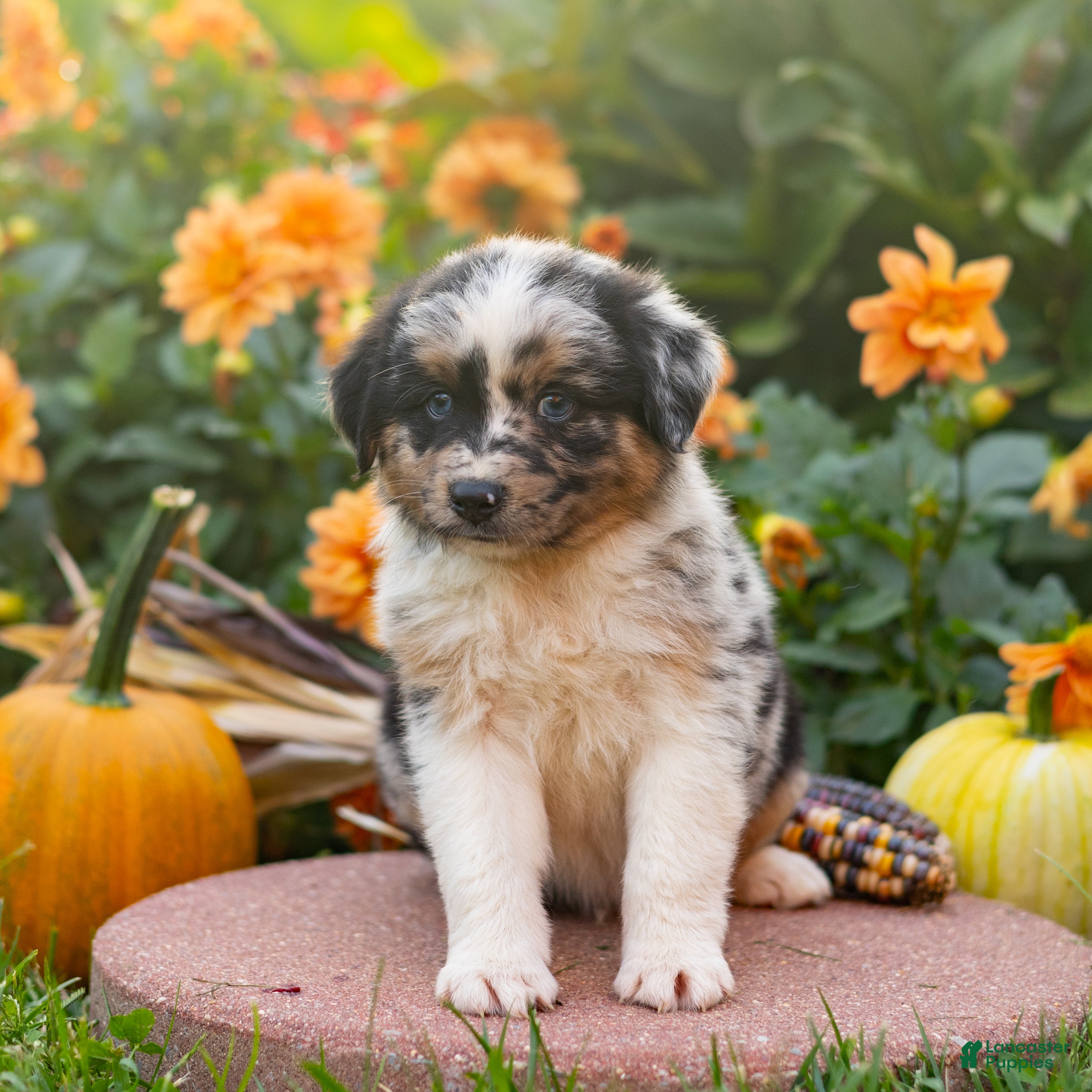 Miniature Australian Shepherd dogs Kore - Ad 2