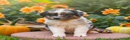 Miniature Australian Shepherd dogs for sale: Kore - Ad 2