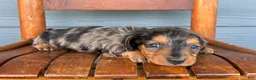 Miniature Dachshund dogs for sale: Denim - Ad 3