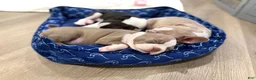 Boston Terrier dogs for sale: Canela  - Ad 5