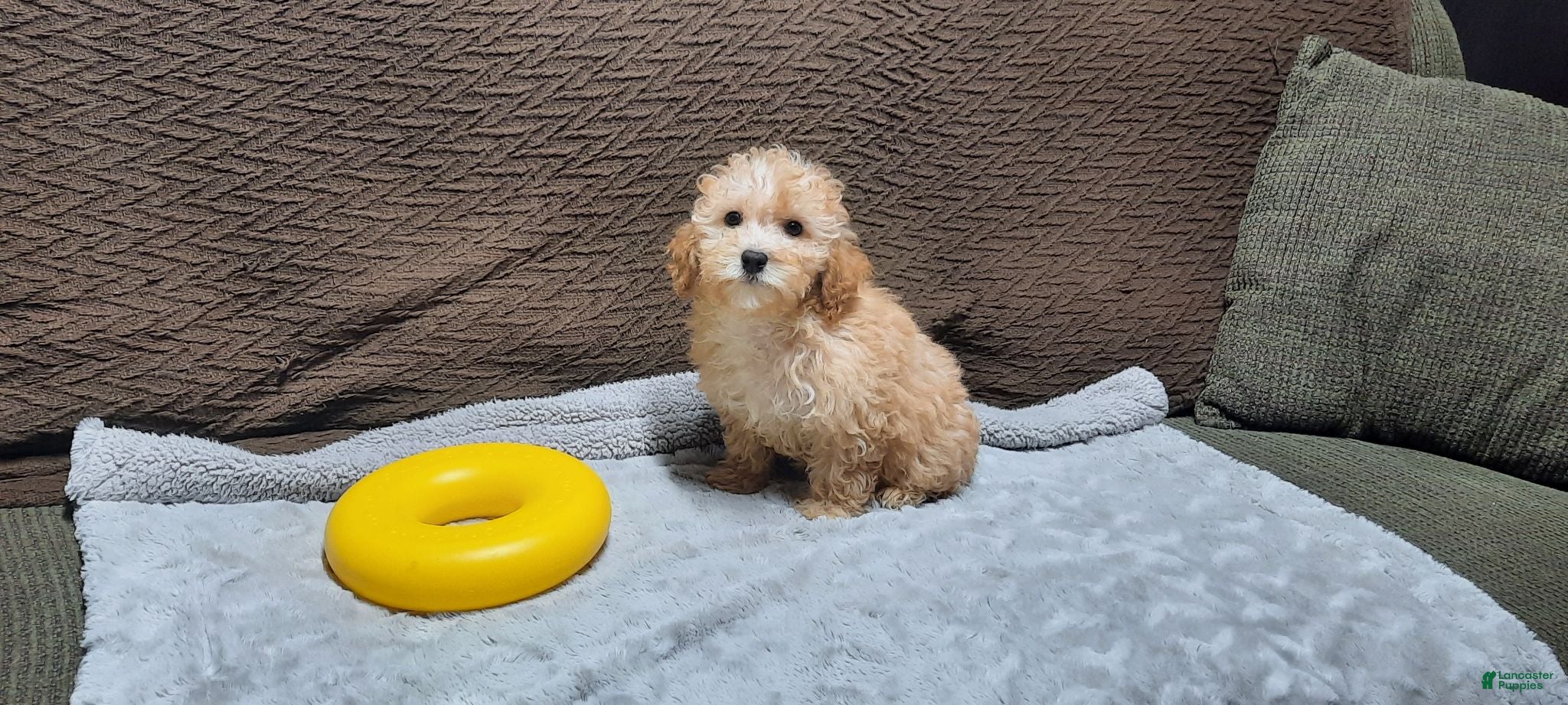 Toy Poodle dogs Honey - Ad 1
