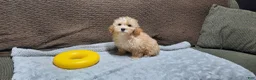Toy Poodle dogs for sale: Honey - Ad 1