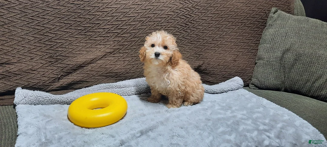Toy Poodle dogs for sale: Honey - Ad 1